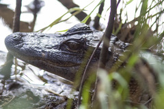 Alligator mississippiensis