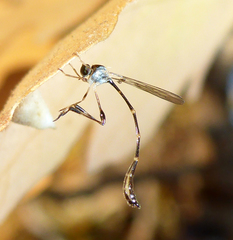 Leptopteromyia americana