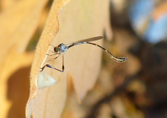Leptopteromyia americana