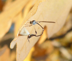 Leptopteromyia americana