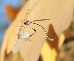 Leptopteromyia americana