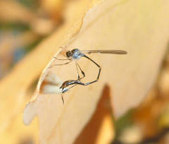 Leptopteromyia americana