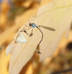 Leptopteromyia americana