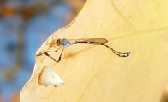 Leptopteromyia americana