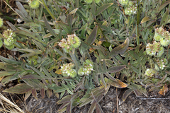 Phacelia imbricata imbricata