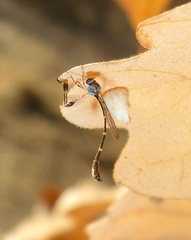 Leptopteromyia americana