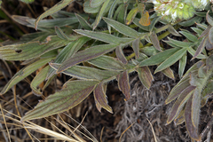 Phacelia imbricata imbricata