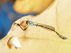 Leptopteromyia americana