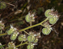 Phacelia imbricata imbricata