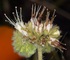 Phacelia imbricata imbricata