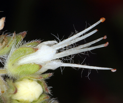 Phacelia imbricata imbricata