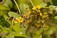 Stigmaphyllon bonariense