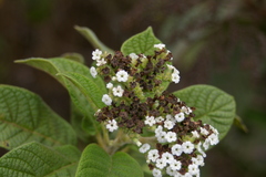 Tournefortia rufosericea