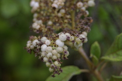 Tournefortia rufosericea