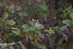 Tournefortia rufosericea