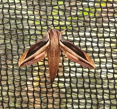 Xylophanes pyrrhus