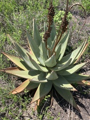 Aloe petricola