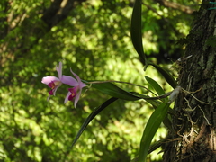Laelia anceps