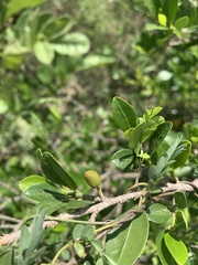 Erythroxylum emarginatum