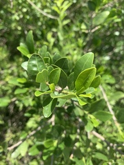 Erythroxylum emarginatum