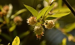 Cephalanthus glabratus