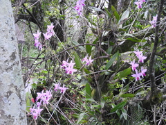 Laelia anceps