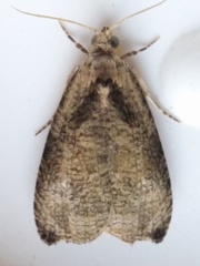 Olethreutes exoletum