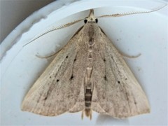 Macrochilo louisiana