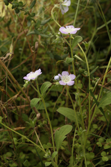 Phacelia insularis insularis