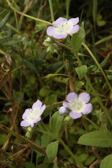 Phacelia insularis insularis