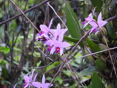 Laelia anceps