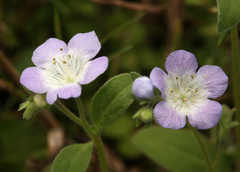Phacelia insularis insularis