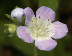 Phacelia insularis insularis