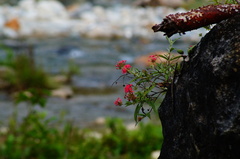 Arachnothryx leucophylla