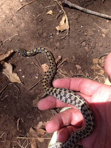Thamnophis marcianus