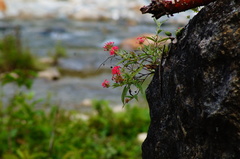 Arachnothryx leucophylla
