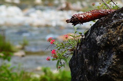 Arachnothryx leucophylla