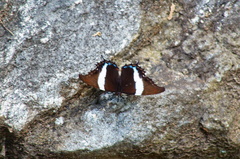 Siproeta superba superba