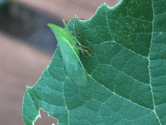 Rhynchomitra
