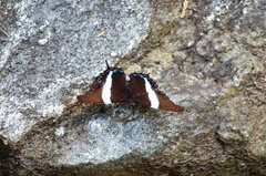 Siproeta superba superba