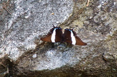 Siproeta superba superba