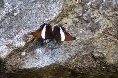 Siproeta superba superba