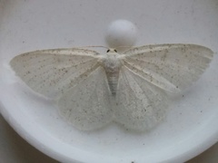 Protitame virginalis