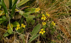 Euphrasia cockayneana