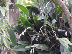 Epidendrum ciliare