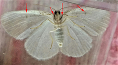 Protitame virginalis