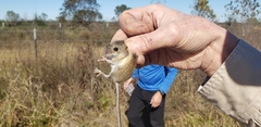Reithrodontomys fulvescens
