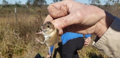 Reithrodontomys fulvescens