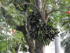 Epidendrum ciliare