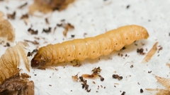 Clydonopteron sacculana